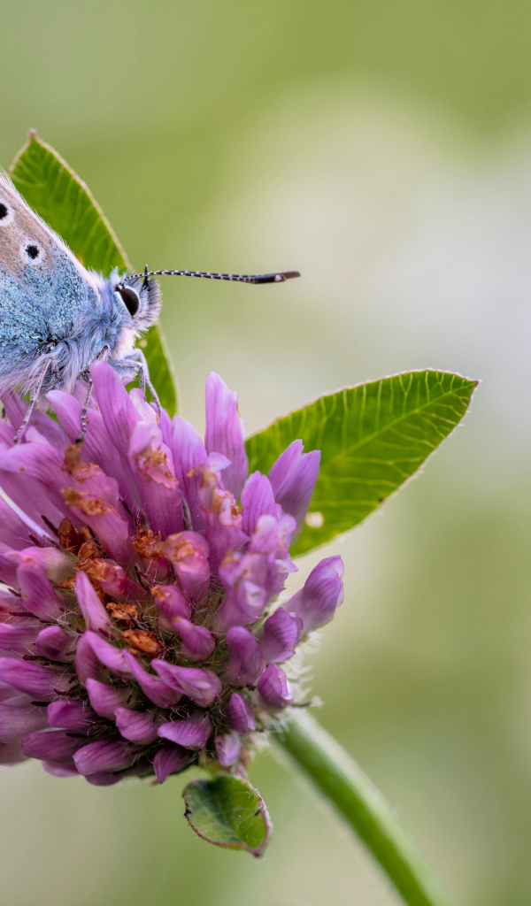 Голубая бабочка на розовом цветке клевера