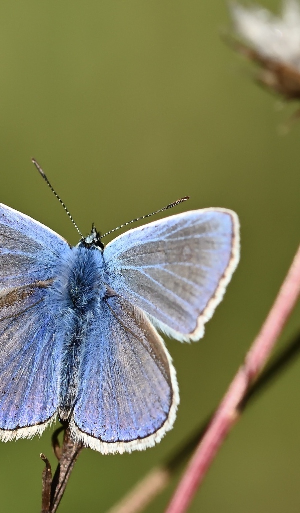 Голубая бабочка сидит на сухой траве