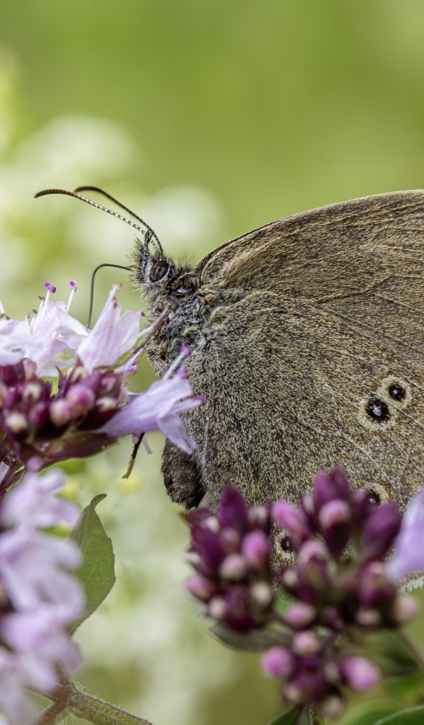 Коричневая бабочка сидит на сиреневом цветке