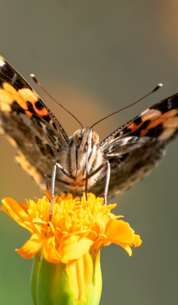 Коричневая бабочка сидит на цветке бархатца