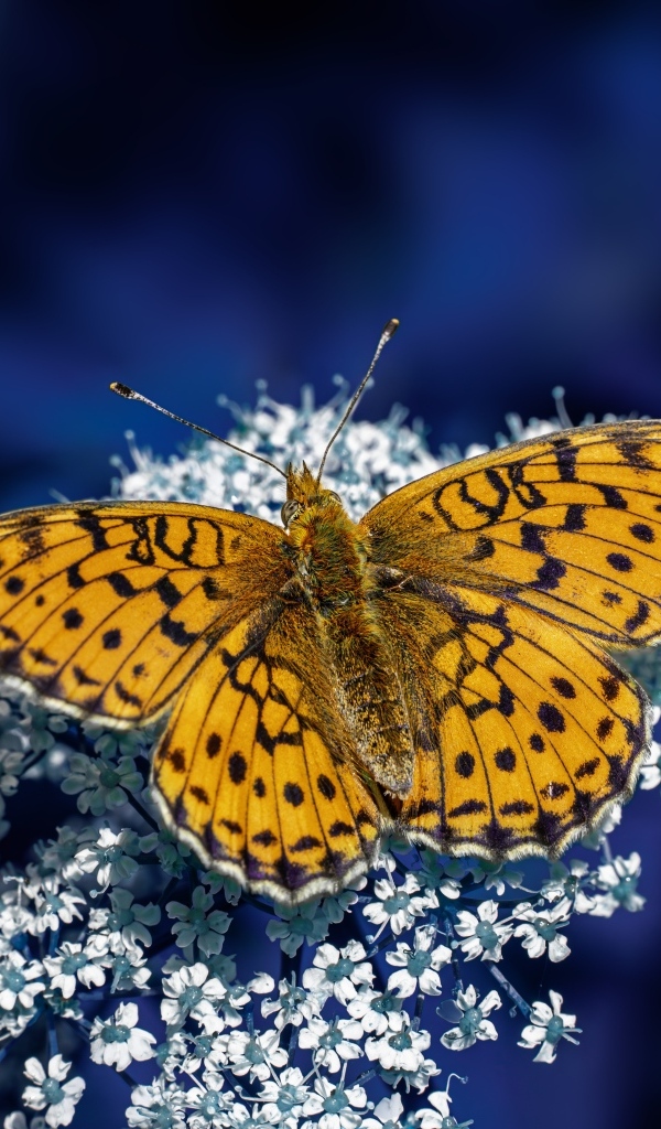 Коричневая бабочка сидит на белом цветке