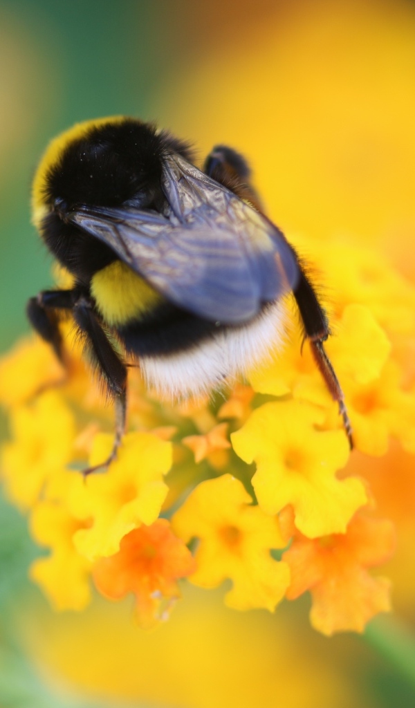 Шмель сидит на оранжевом цветке
