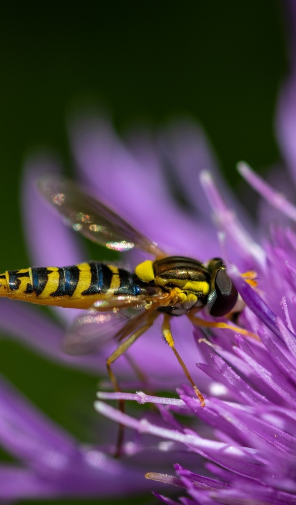 Муха жужжалка на розовом цветке
