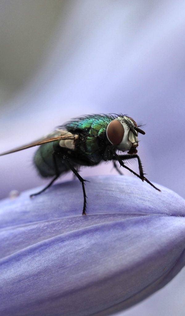 Зеленая муха сидит на синем цветке