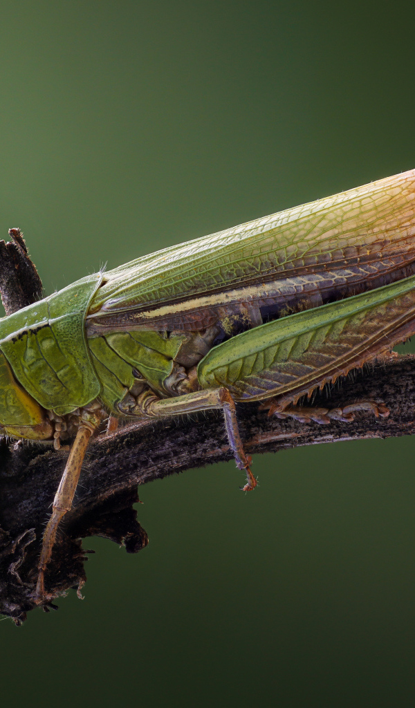 Зеленый кузнечик на ветке крупным планом