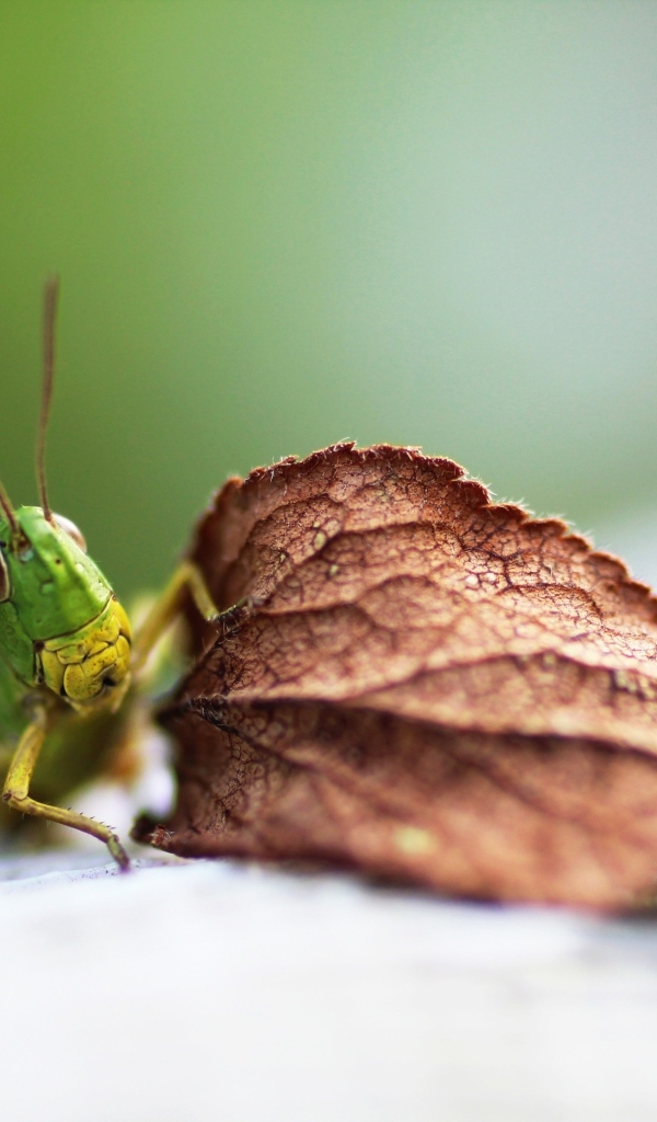 Зеленый кузнечик с листом