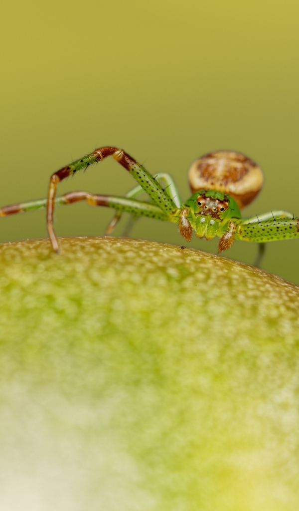 Зеленый паук сидит на фрукте