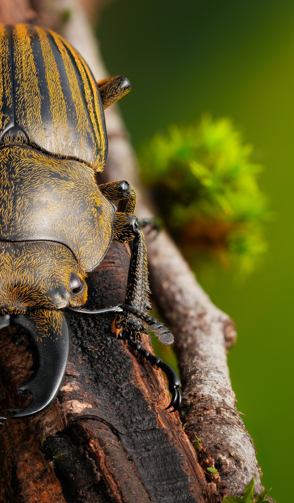 Рогатый жук сидит на ветке дерева 