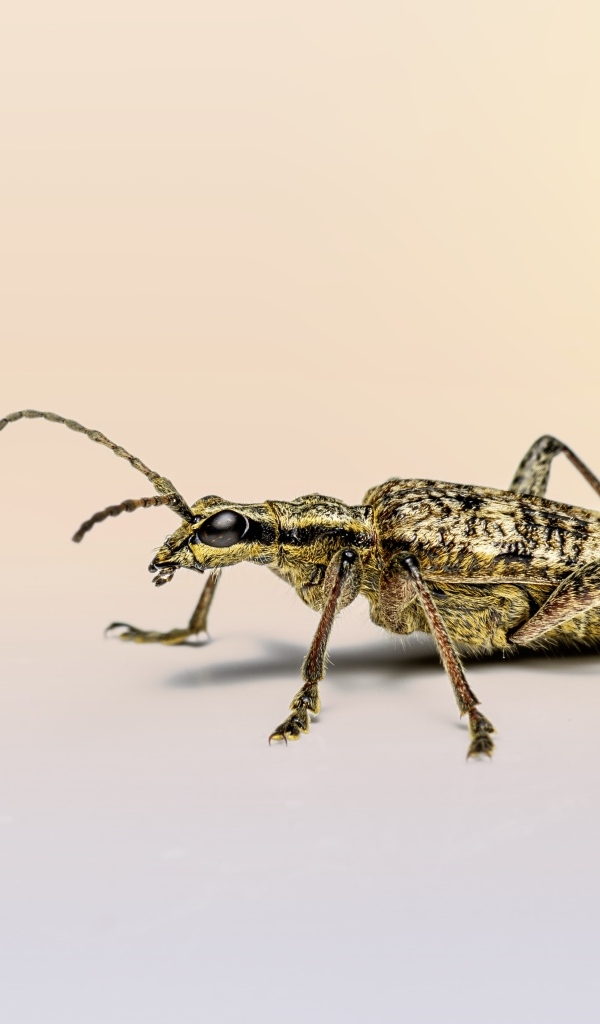 Большой чернопятнистый усач крупным планом