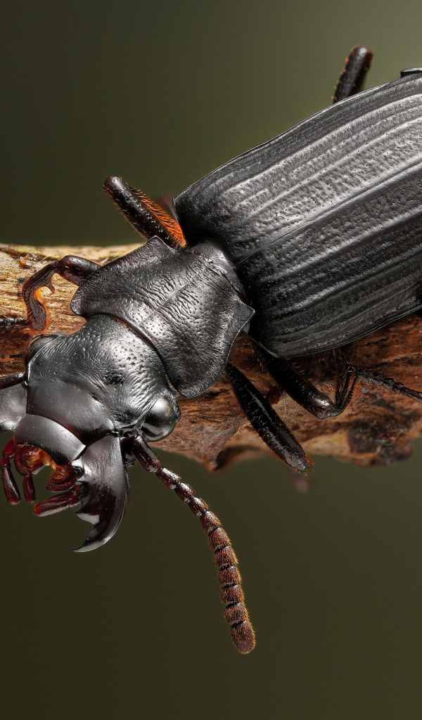 Большой черный жук сидит на ветке крупным планом