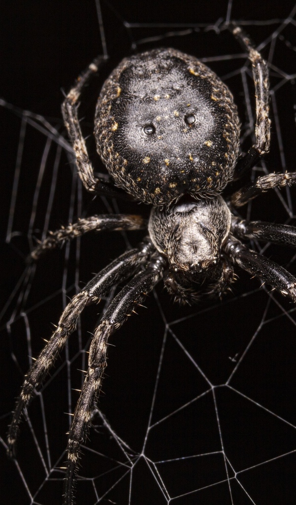 Большой черный паук на паутине крупным планом