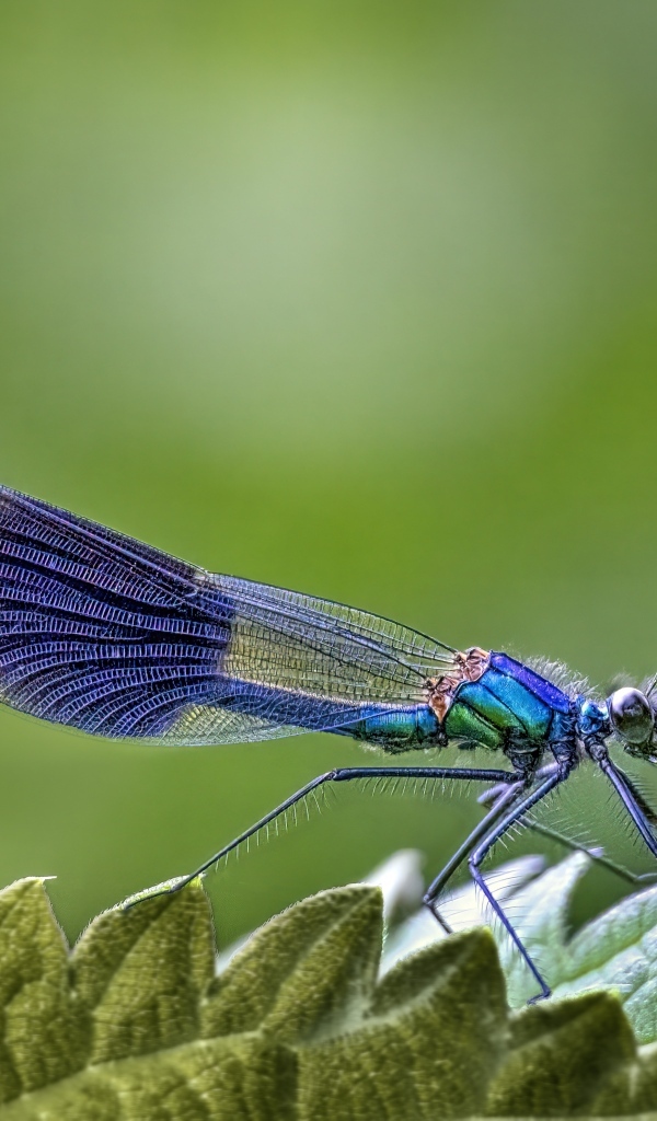 Большая синяя стрекоза сидит на листе на зеленом фоне