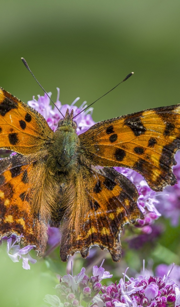 Большая коричневая бабочка на розовом цветке