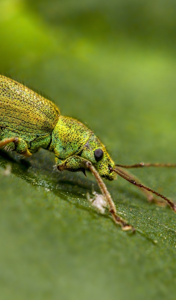 Большой зеленый жук на листке крупным планом
