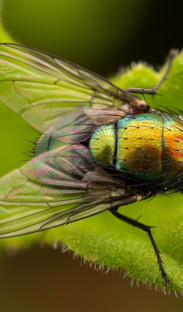 Большая зеленая муха на листке крупным планом