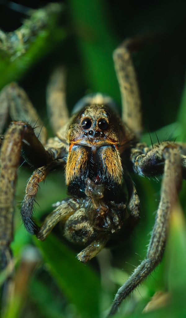Большой паук с добычей в зеленых листьях