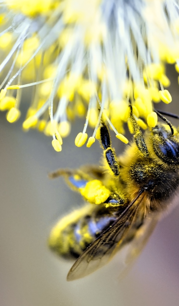 Маленькая пчела собирает пыльцу на цветке