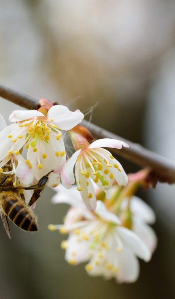 Маленькая пчела опыляет цветок вишни 