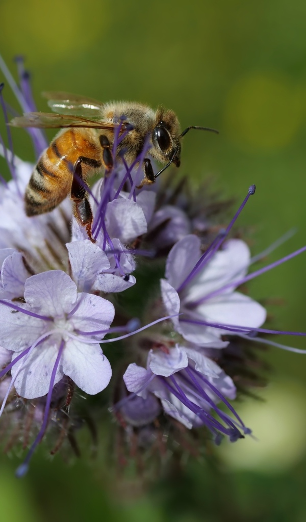 Маленькая пчела сидит на синем цветке
