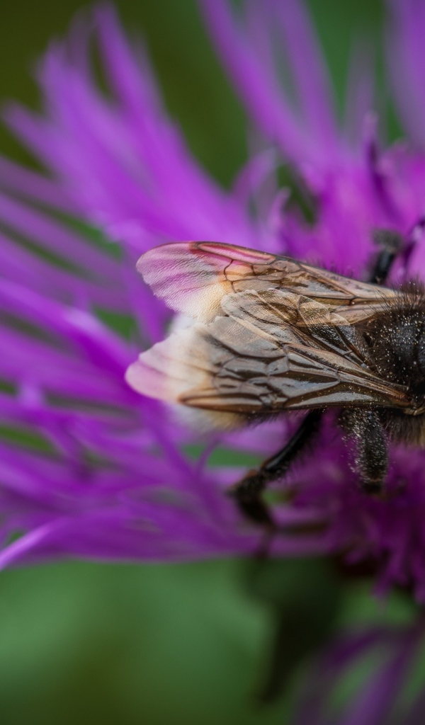 Маленький шмель опыляет розовый цветок