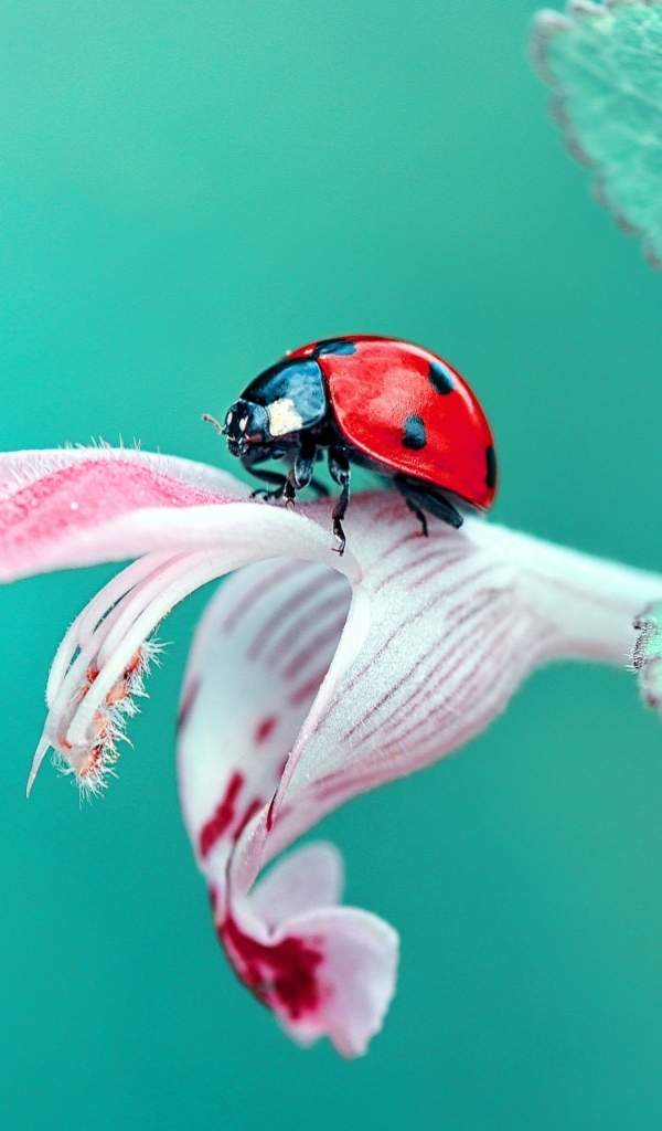 Маленькая красная божья коровка сидит на розовом цветке