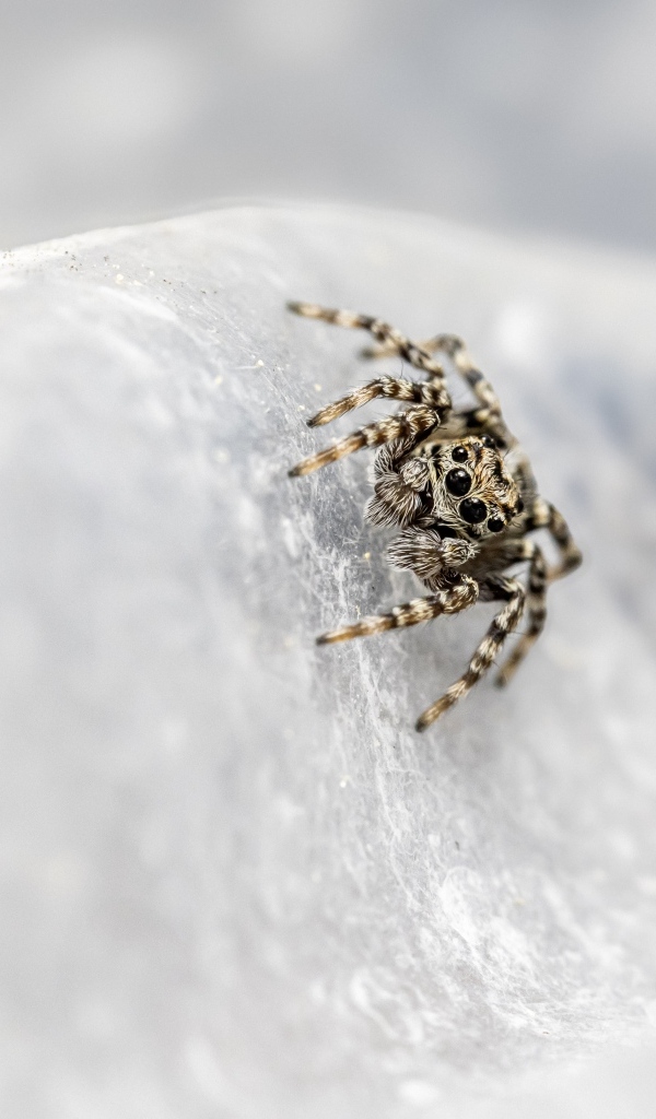 Маленький паук с черными глазами