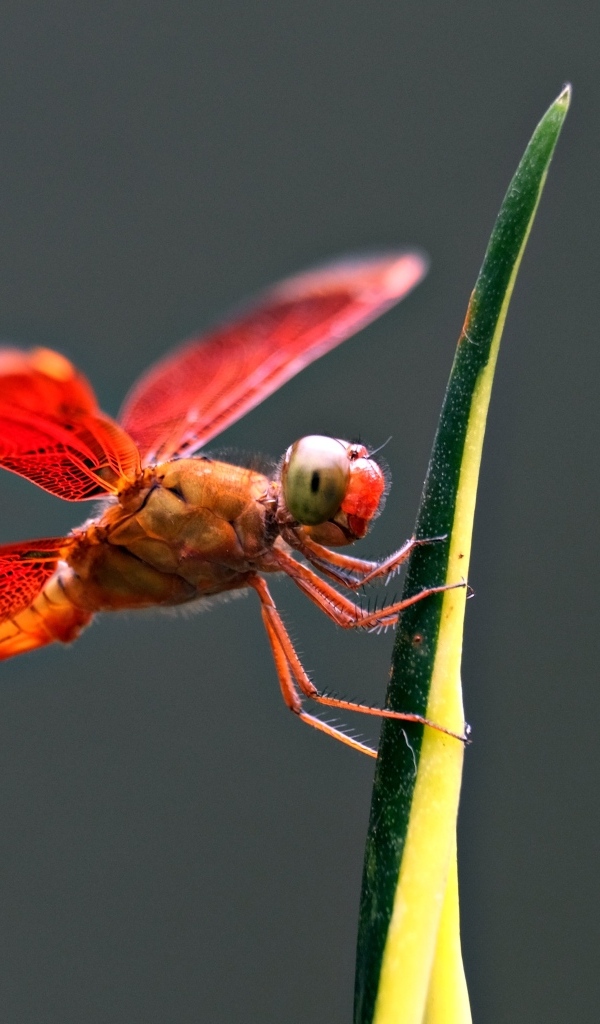 Красная стрекоза на зеленом листке
