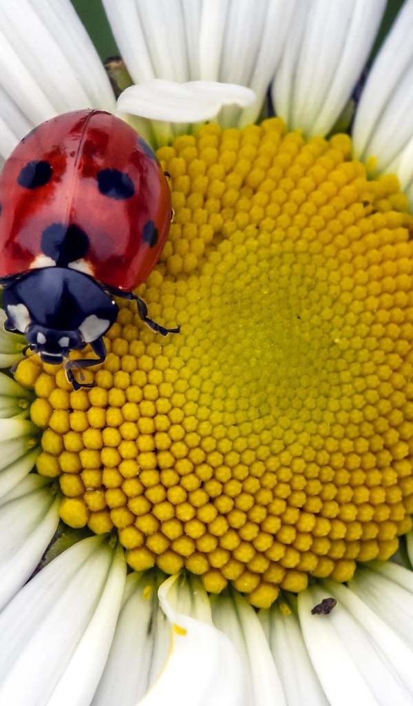 Красная божья коровка на белом цветке ромашки