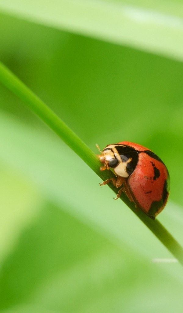 Красная божья коровка на зеленой траве