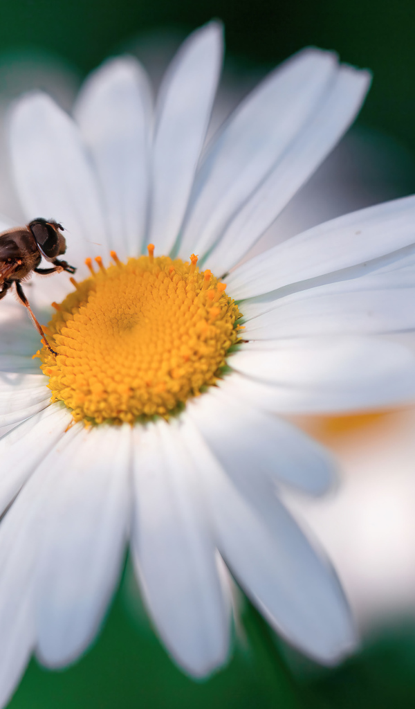Маленькая муха жужжалка на белом цветке ромашки
