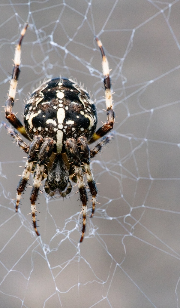Паук на узорной паутине крупным планом