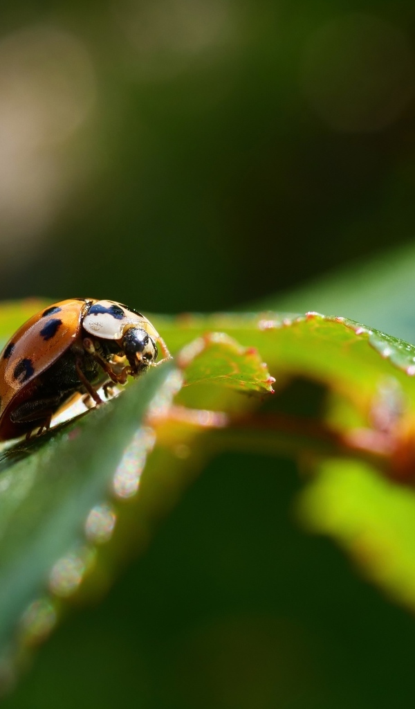 Пятнистая красная божья коровка на зеленом листке