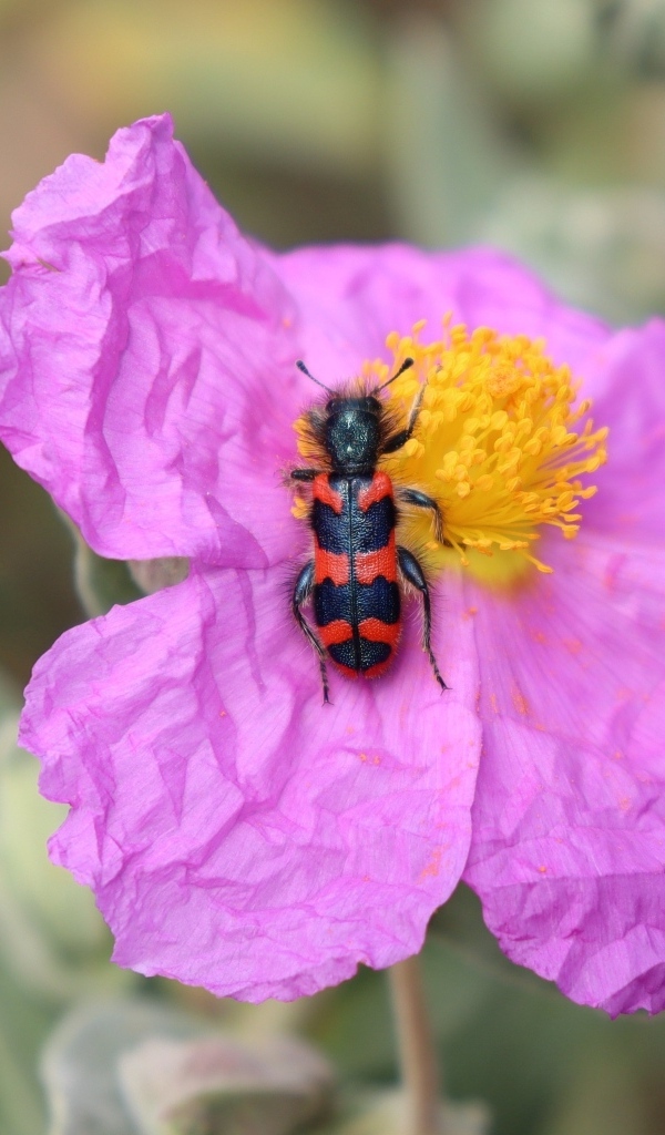 Полосатый жук сидит на розовом цветке