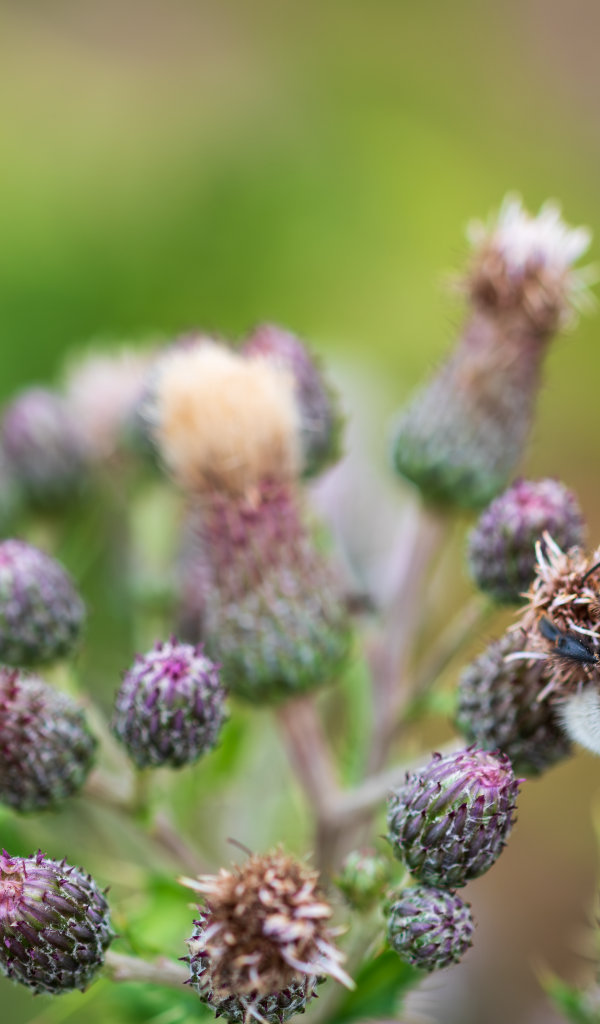 Полосатый шмель сидит на колючем цветке