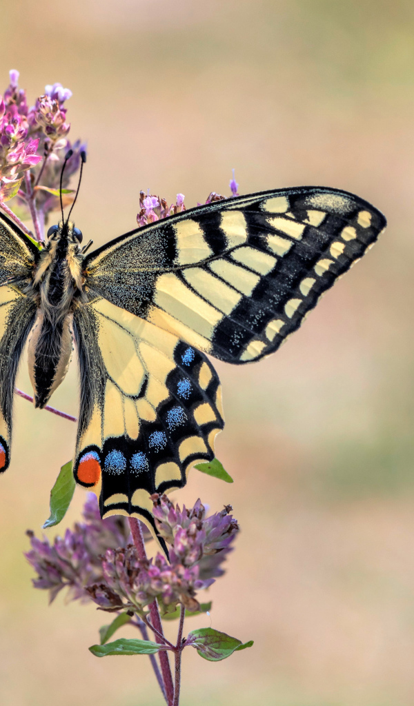 Бабочка махаон сидит на розовом цветке 
