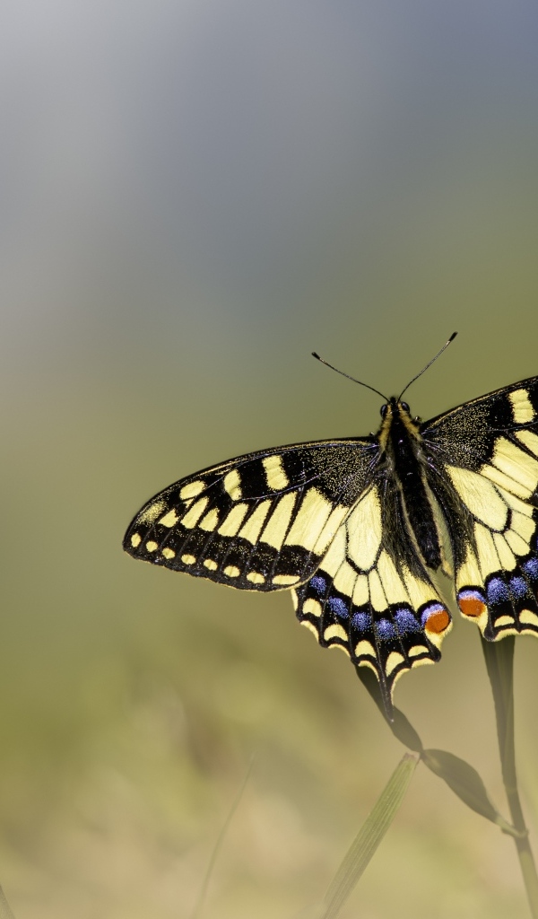 Бабочка махаон сидит на зеленой траве