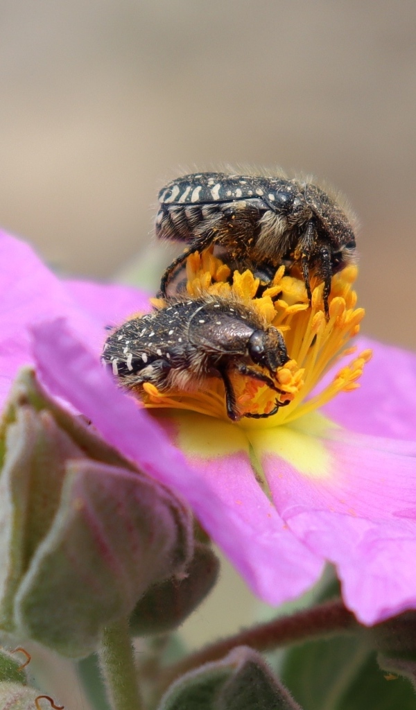 Два черных жука на розовом цветке