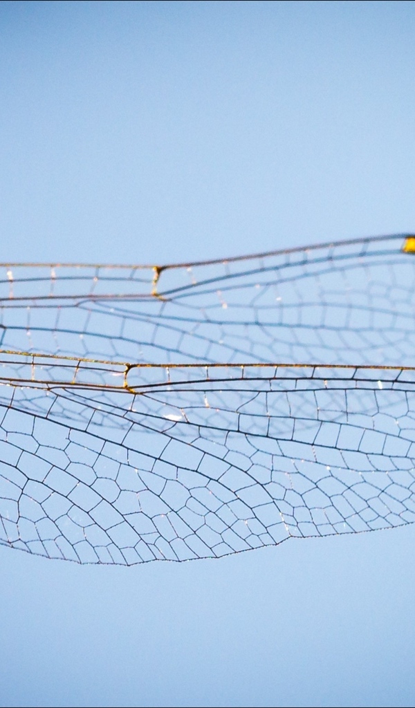 Два прозрачных крыла у большой стрекозы на голубом фоне