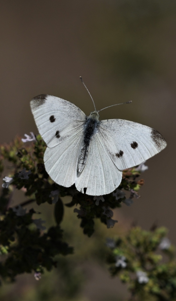 Белая бабочка капустница сидит на растении