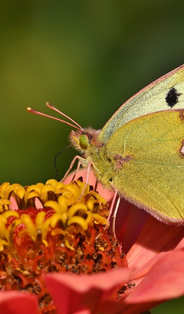Желтая бабочка сидит на розовом цветке циннии 