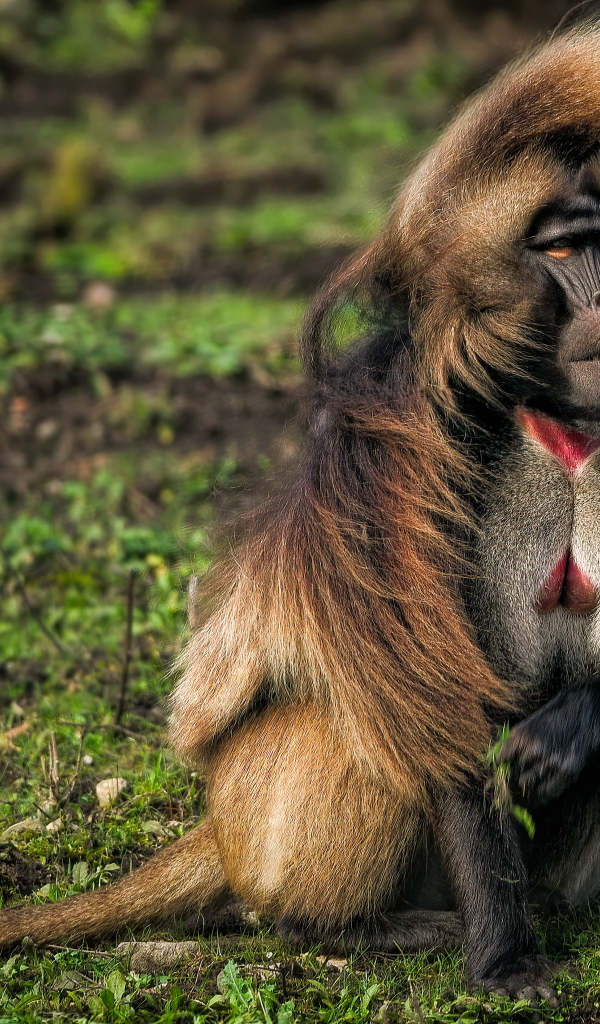 Бабуин сидит на траве