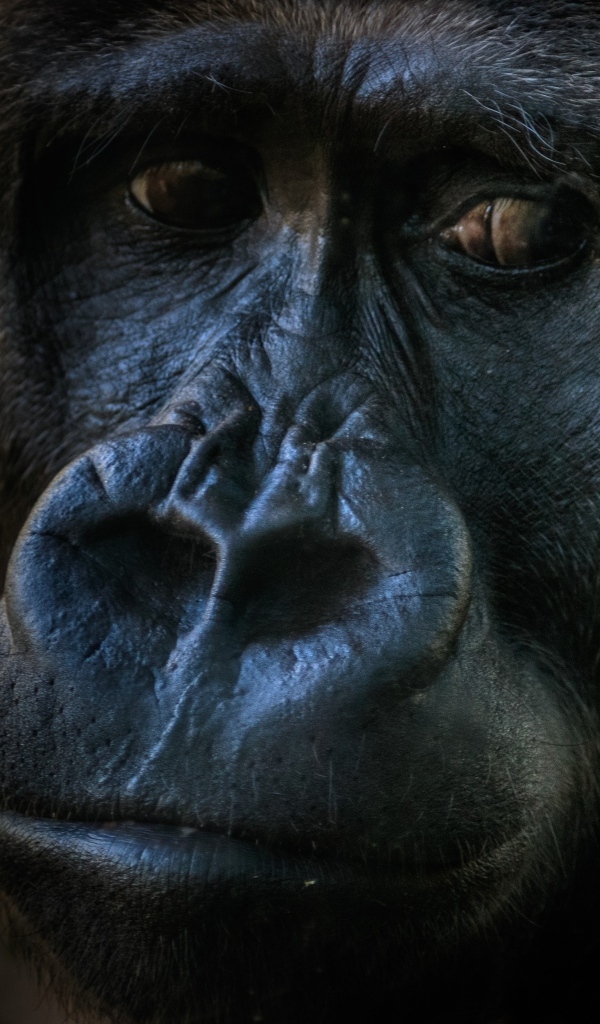 Большая грустная черная горилла