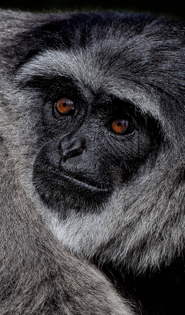 Большой серебристый гиббон крупным планом