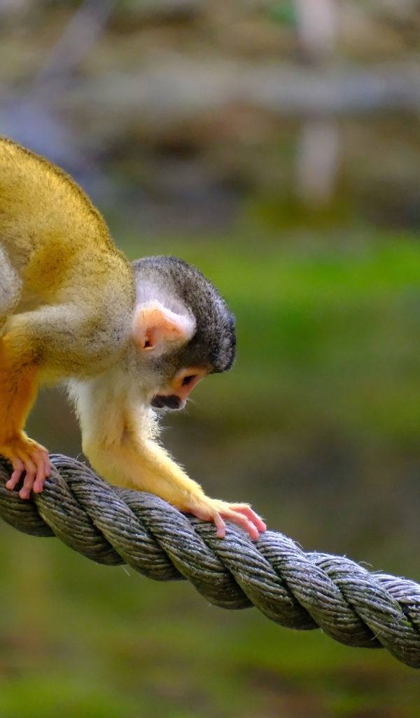 Маленькая обезьянка на канате