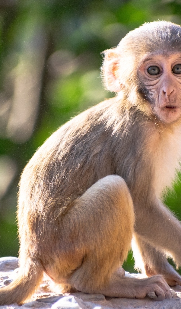 Маленькая обезьяна сидит на камне