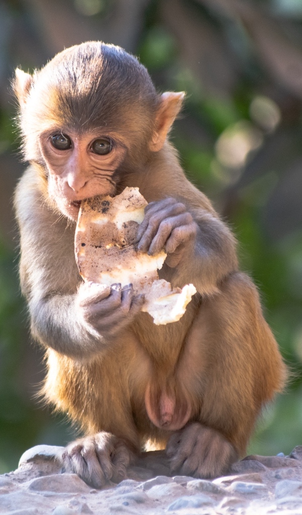 Маленькая обезьянка с едой