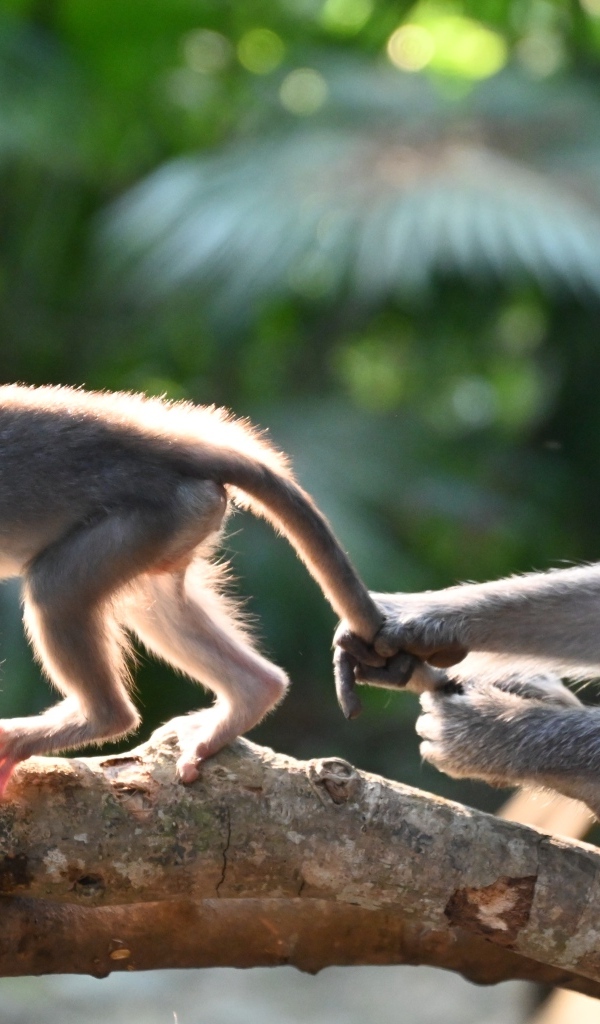 Макака с детенышем на ветке дерева