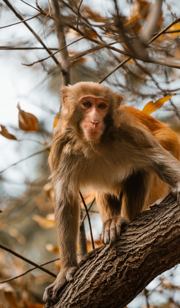 Обезьяна на дереве в ветках