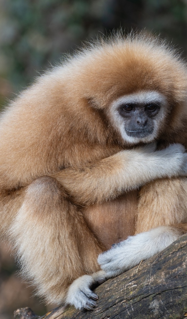 Грустный гиббон сидит на ветке