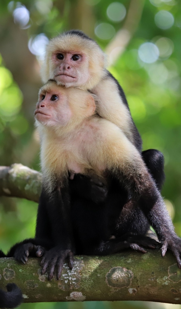 Две обезьяны капуцин сидят на ветке